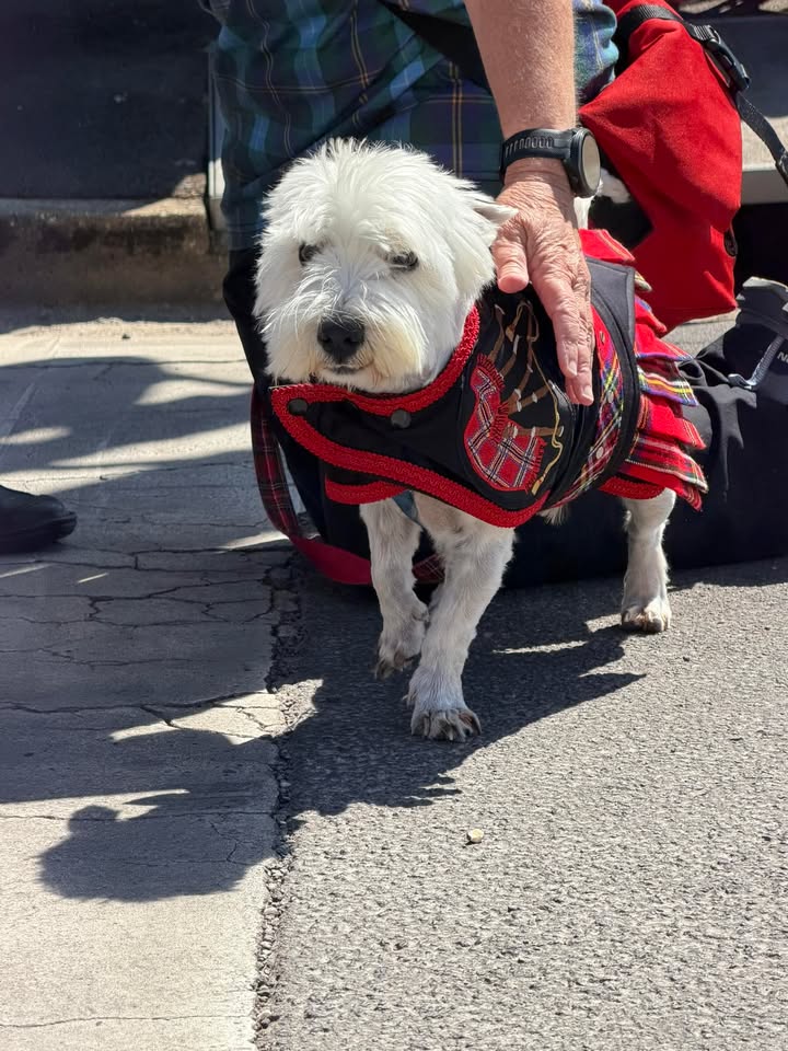 Featured image for “Street Parade at Maryborough Highland Gathering”